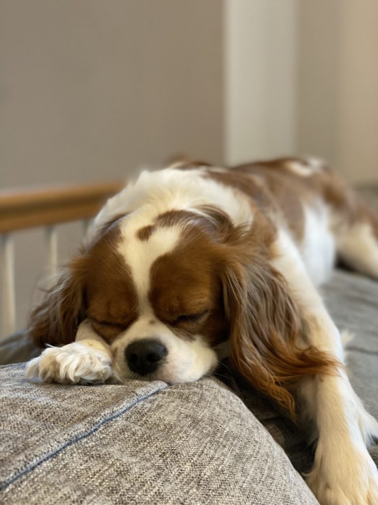 A brown and white Cavalier King Charles Spaniel sleeping on the back of a grey couch.