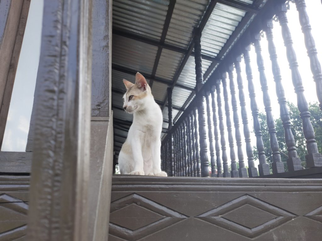 A white cat sits on a wooden balcony porch.